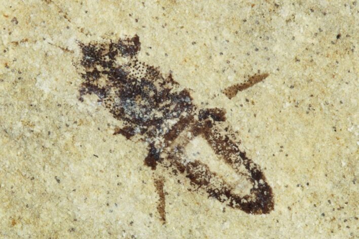 Fossil Seed Bug (Aphanus) - France #255981